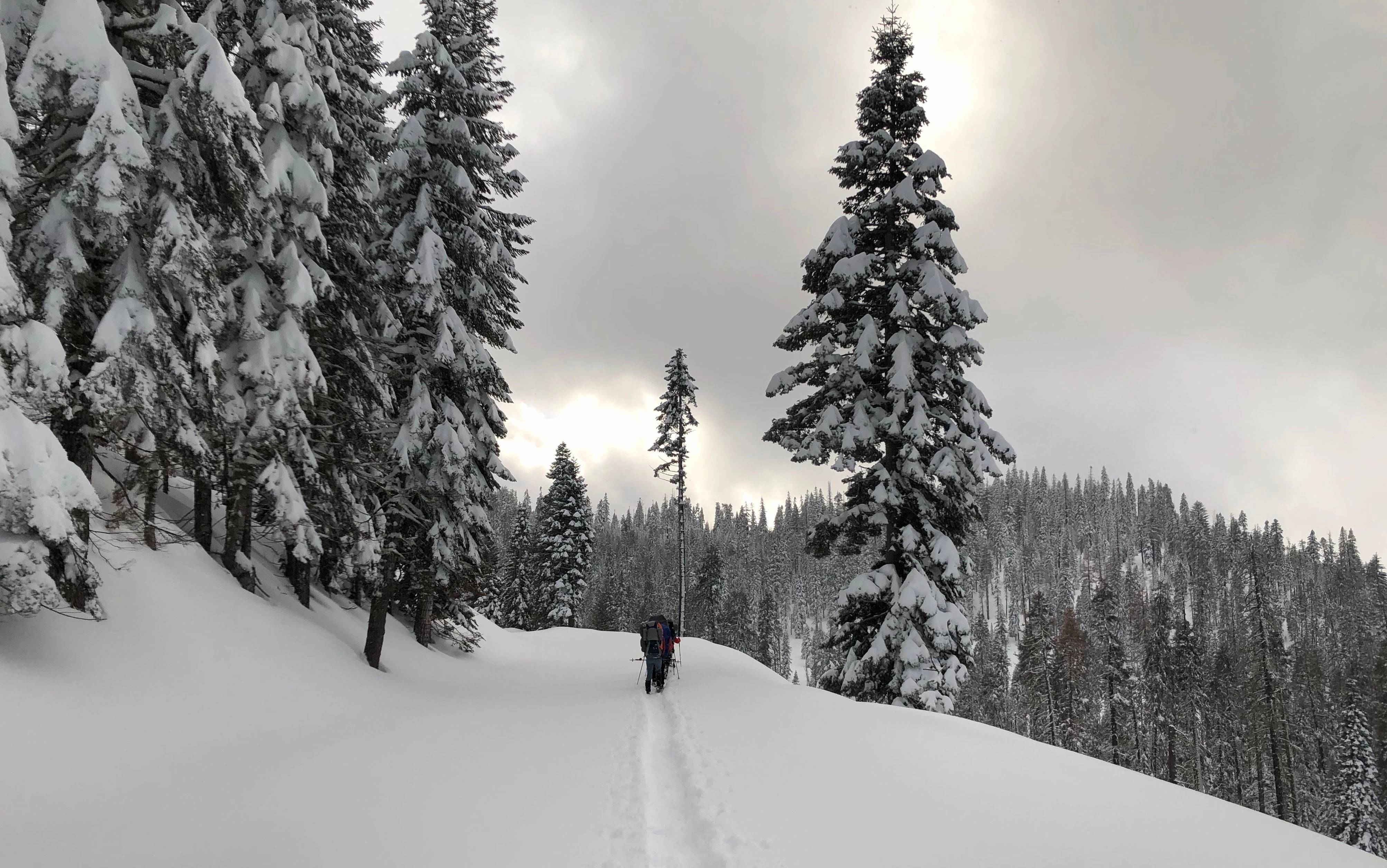 Snowshoeing Yosemite: Tuolumne Grove/Gin Flat Weekend