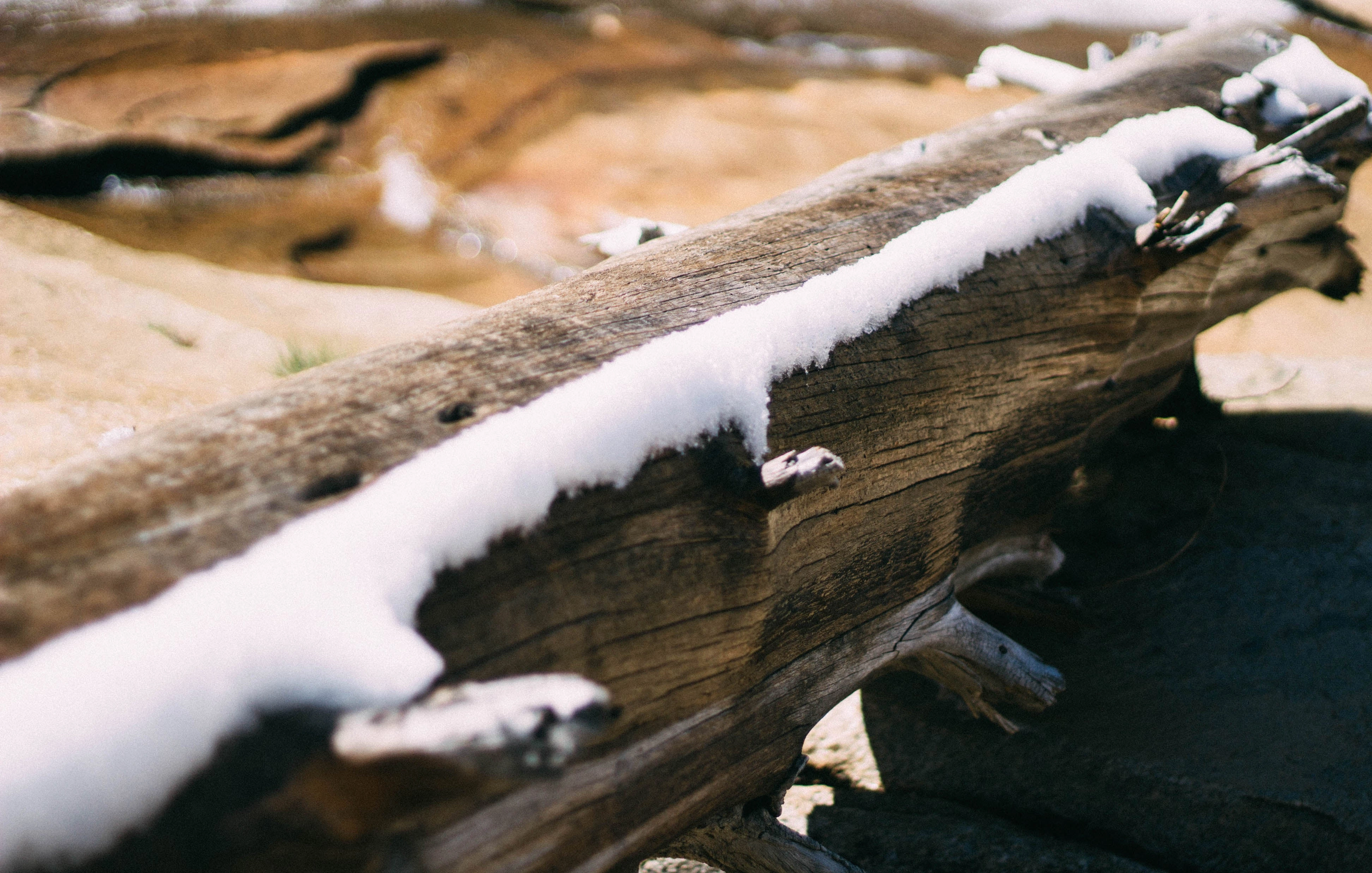 Snowshoeing Yosemite: Tuolumne Grove/Gin Flat Weekend