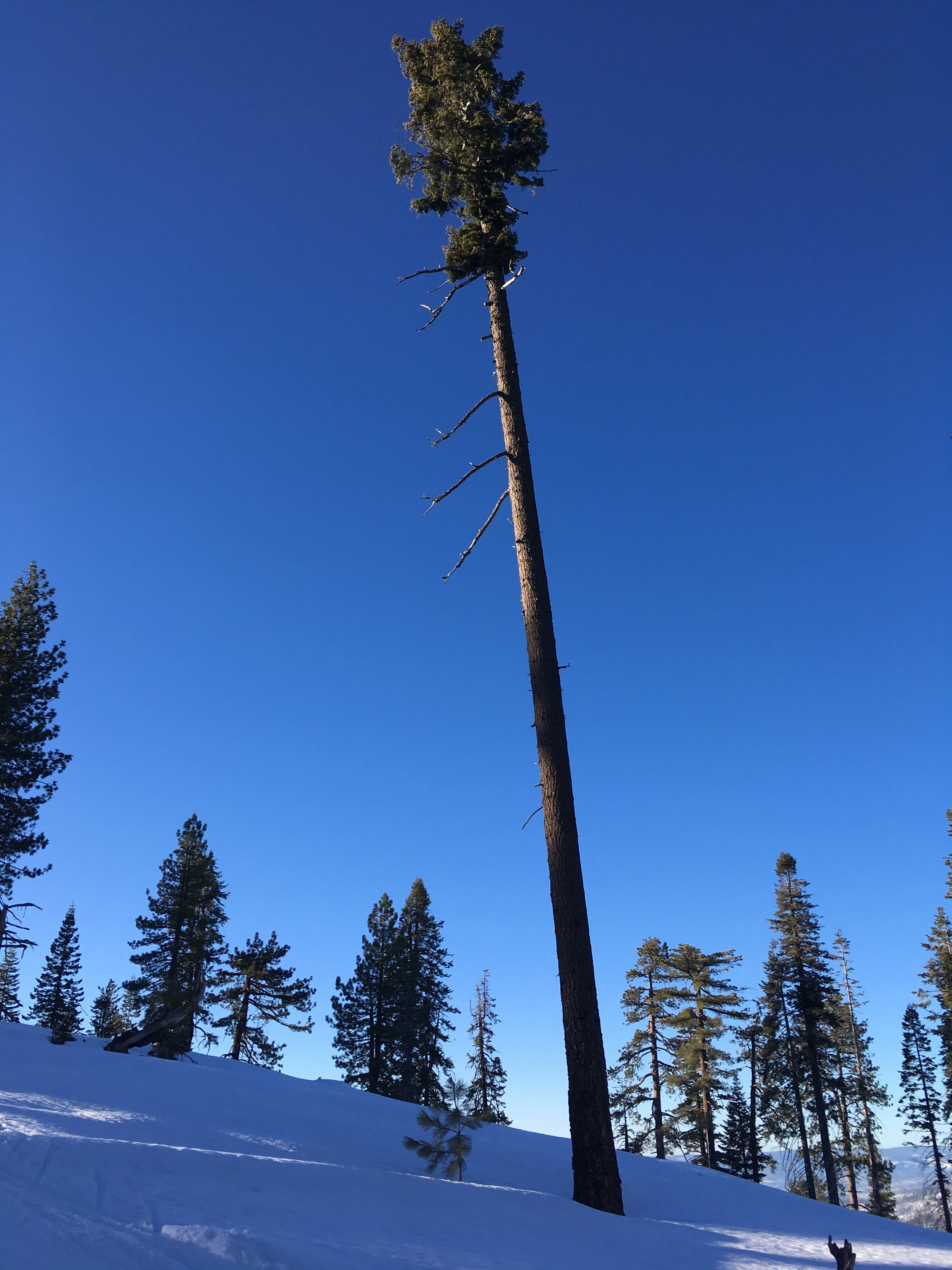 Snowshoeing Yosemite: Tuolumne Grove/Gin Flat Weekend