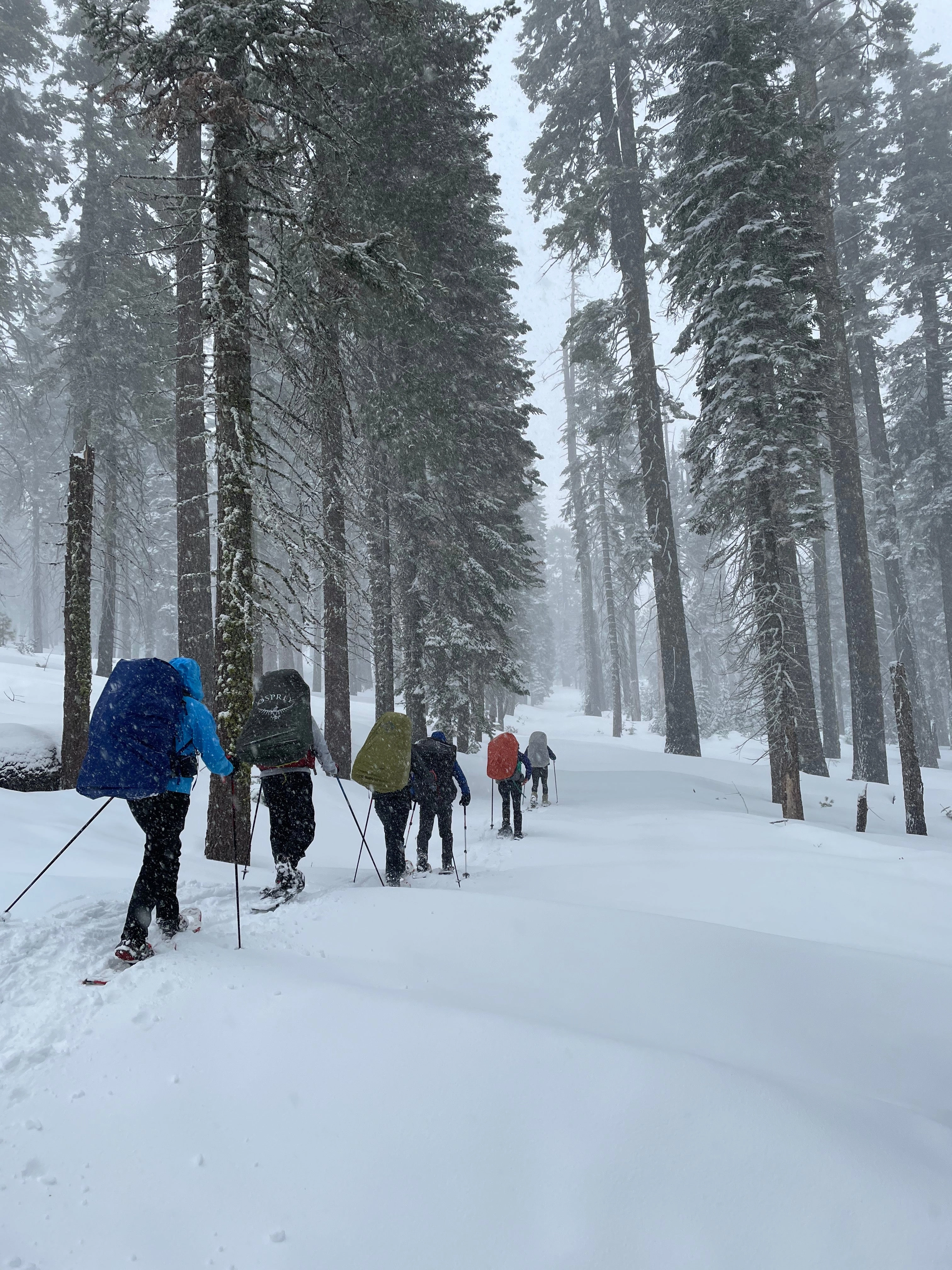Snowshoeing Yosemite: Tuolumne Grove/Gin Flat Weekend
