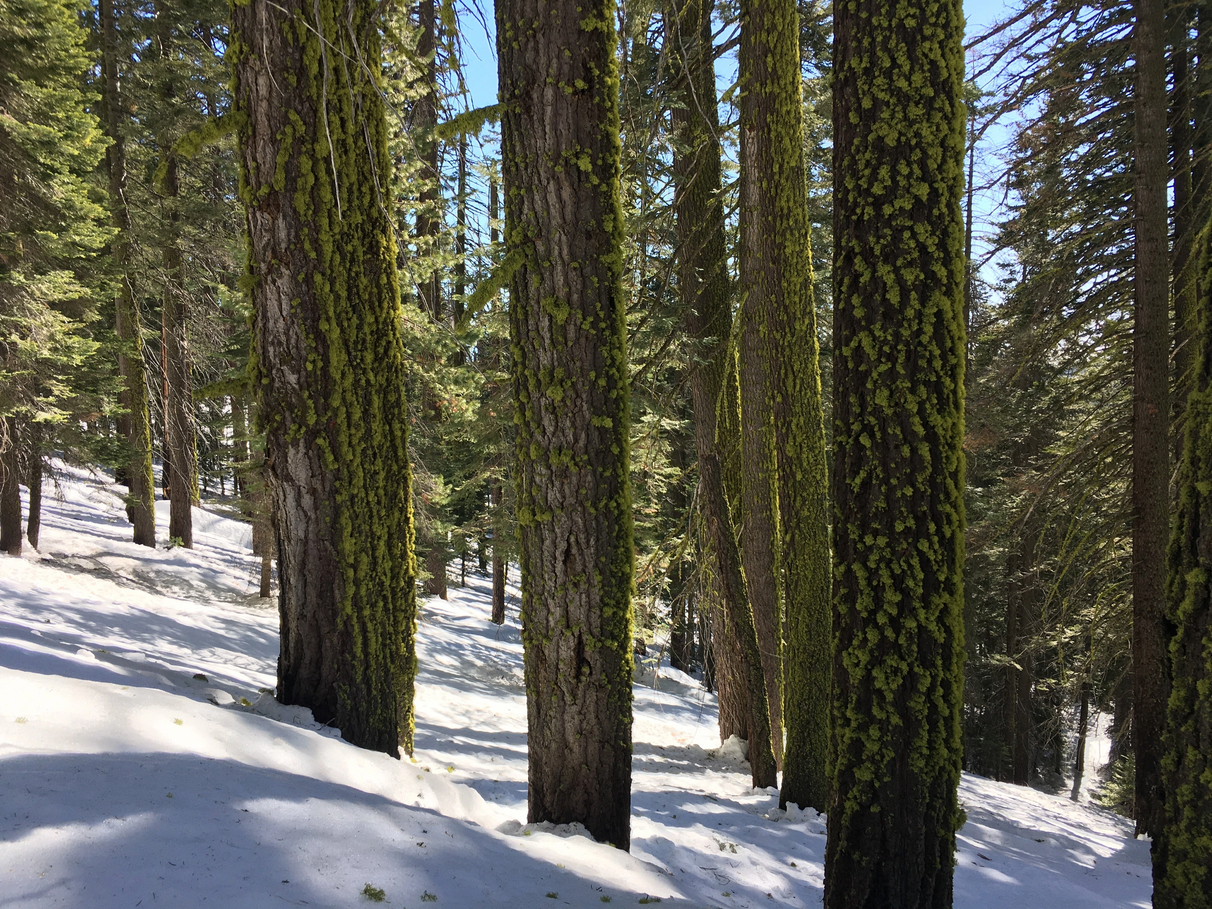 Snowshoeing Yosemite: Tuolumne Grove/Gin Flat Weekend