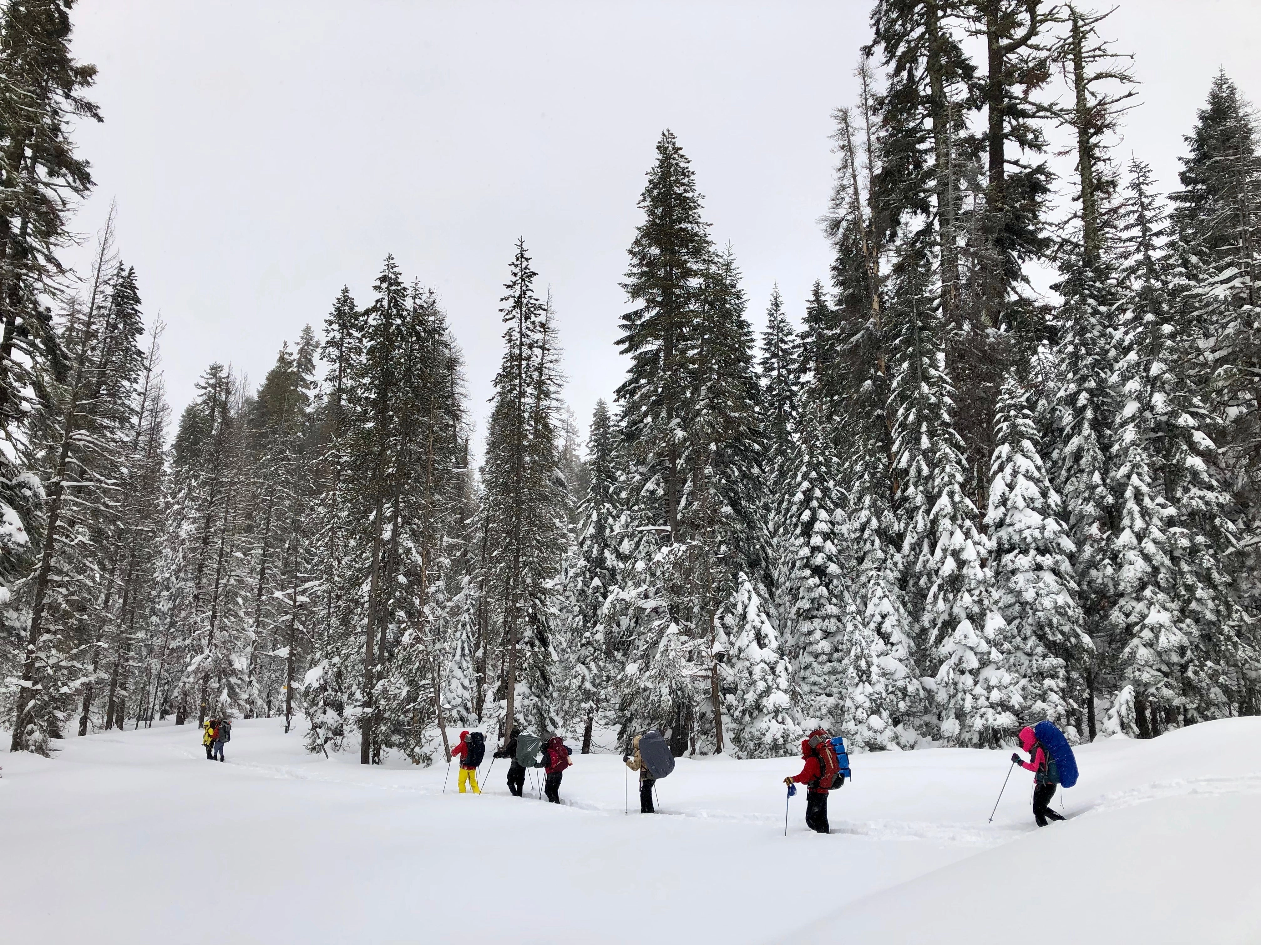 Snowshoeing Yosemite: Tuolumne Grove/Gin Flat Weekend