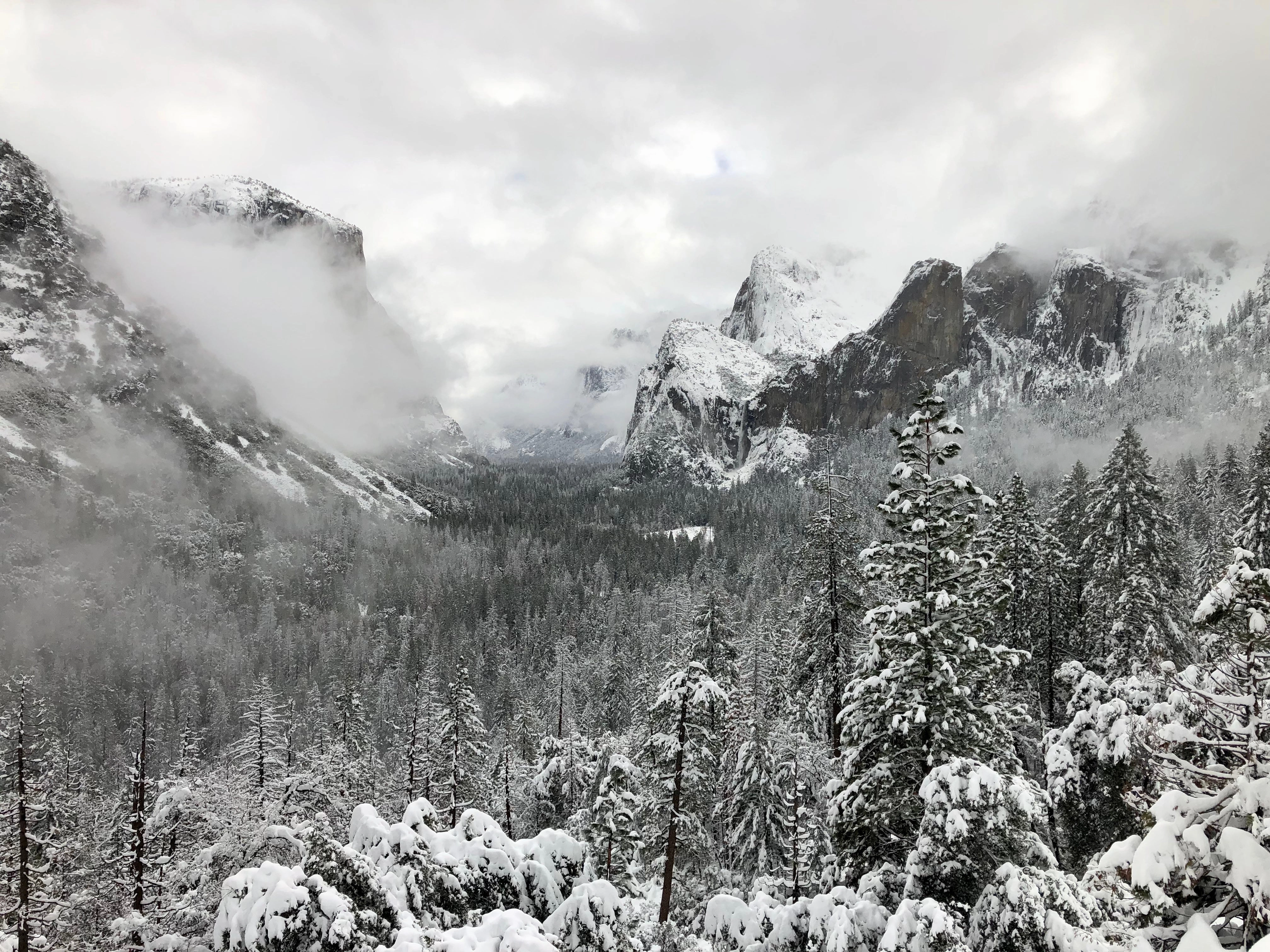 Snowshoeing Yosemite: Tuolumne Grove/Gin Flat Weekend